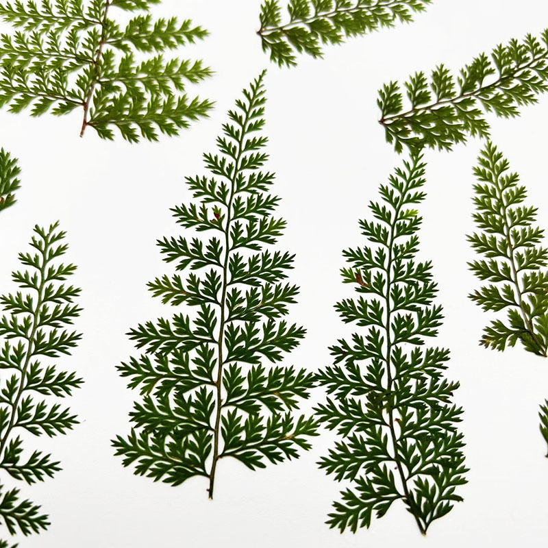 Resin Craft Ideas - 100 stuks natuurlijke regenfern blad specimens,