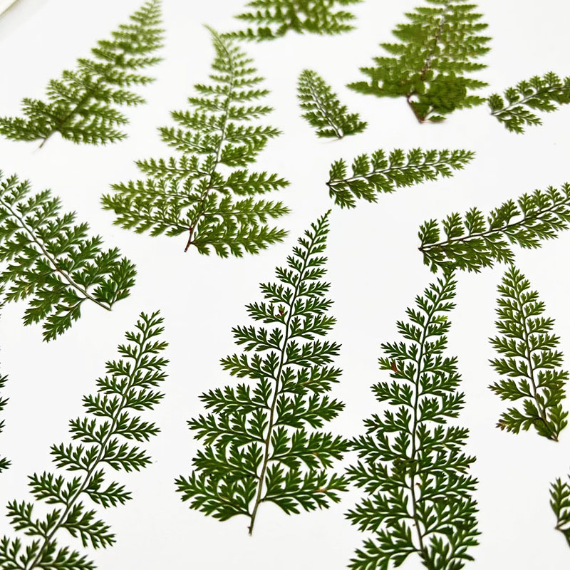 100 stuks natuurlijke regenfer - Resin Craft Ideas recensie en prijs